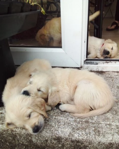 cane dal riporto dorato