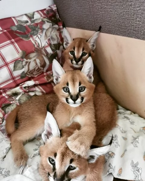 disponibili gattini serval, savana e caracal | Foto 1