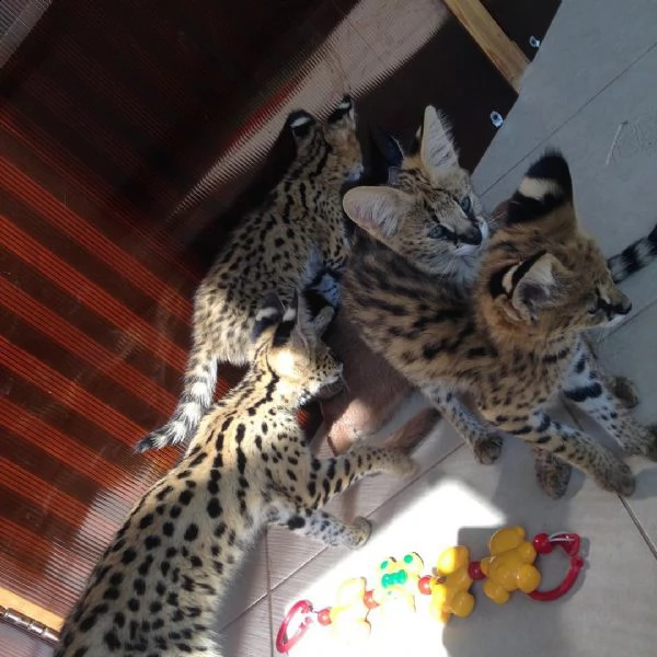 disponibili gattini serval, savana e caracal | Foto 0