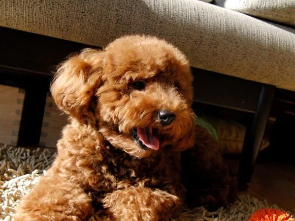 cuccioli di barboncino toy