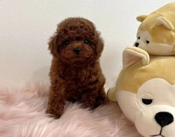 barboncino toy 3 mesi | Foto 0