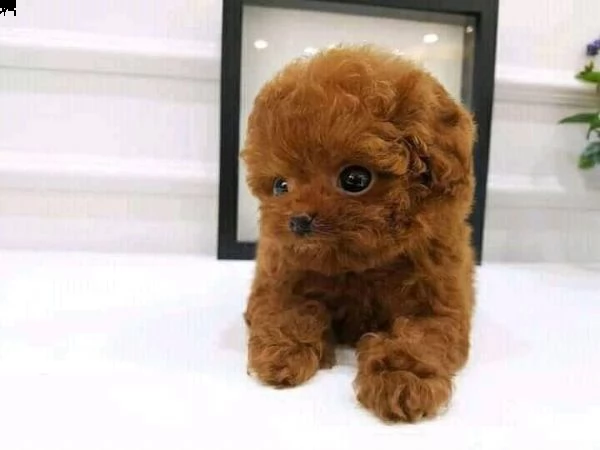 cuccioli di cane barboncino toy
