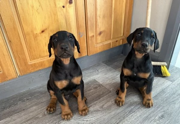 cuccioli di dobermann pinscher | Foto 1