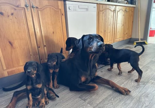 cuccioli di dobermann pinscher | Foto 0