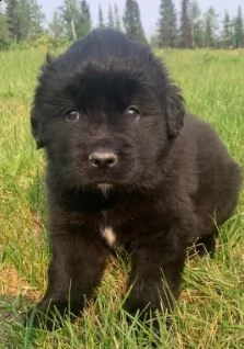 cuccioli di terranova | Foto 0