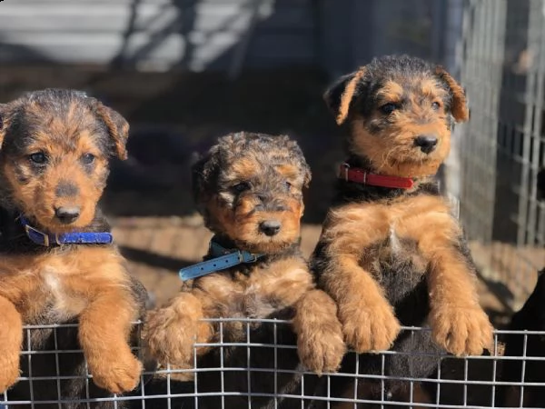 cuccioli di airedale terrier | Foto 0