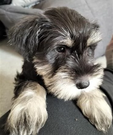 cuccioli di schnauzer nano | Foto 0
