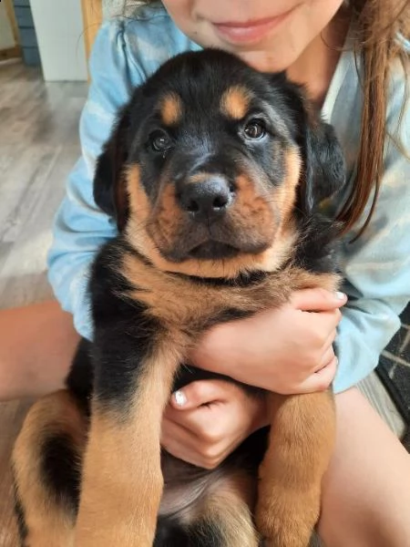 cuccioli di rottweiler