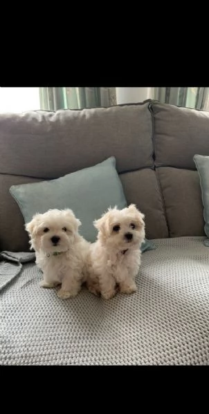 maltese