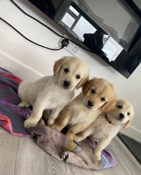 cane dal riporto dorato