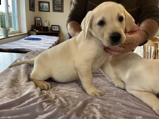 cani in reinserimento labrador | Foto 0