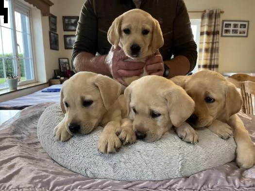 cani in reinserimento labrador