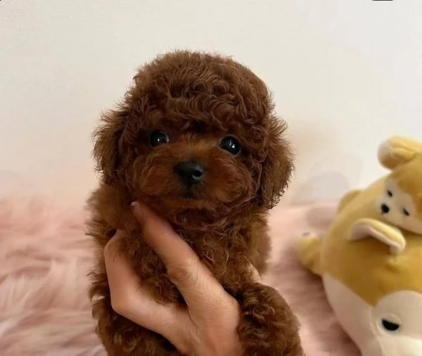 cuccioli barboncino nano albicocca