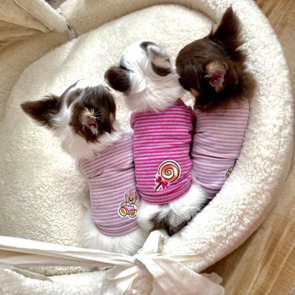 adorabili cuccioli di chihuahua eccezionali pronti per la loro nuova e adorabile casa per sempre. bu