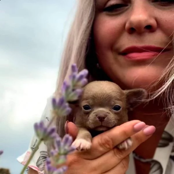 ottimi cuccioli di chihuahua regalo gratuito per la tua famiglia non siamo allevatori. siamo una fam