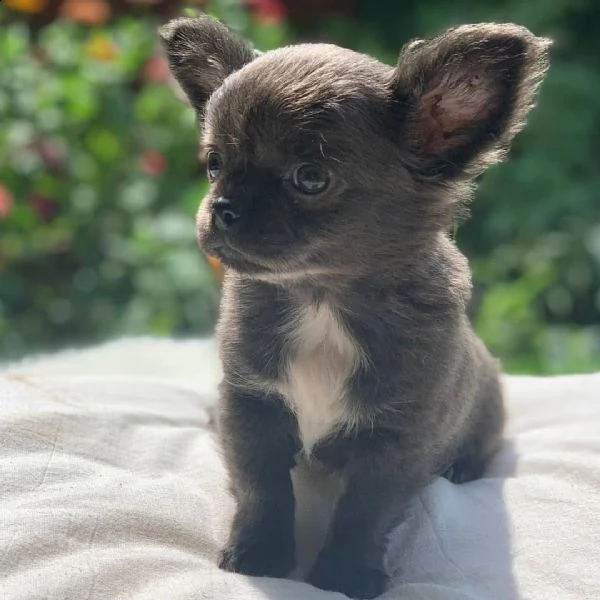 chihuahua cuccioli di malamute adozione gratuita un maschio e una femmina ho un maschio e una femmin | Foto 0