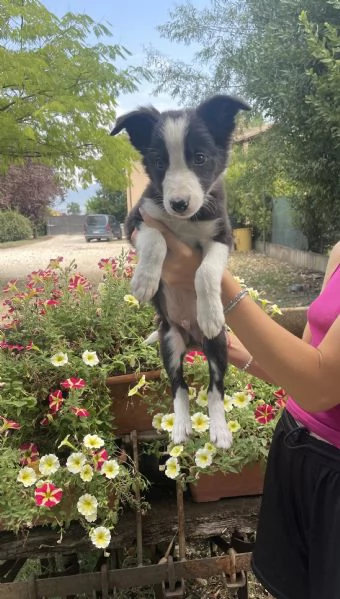 Cuccioli di border collie