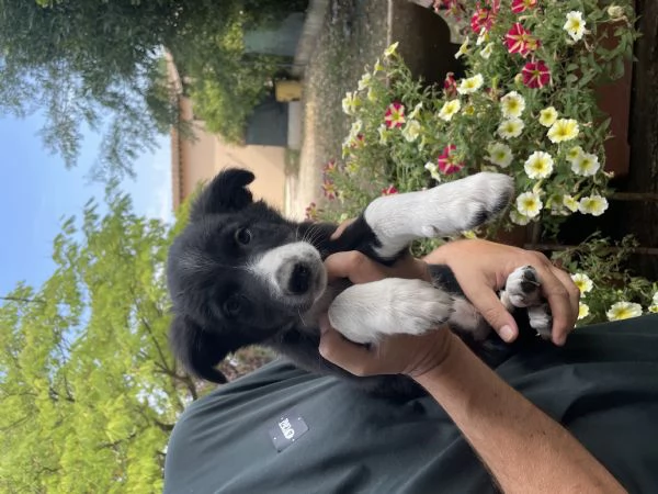 Cuccioli di border collie | Foto 0