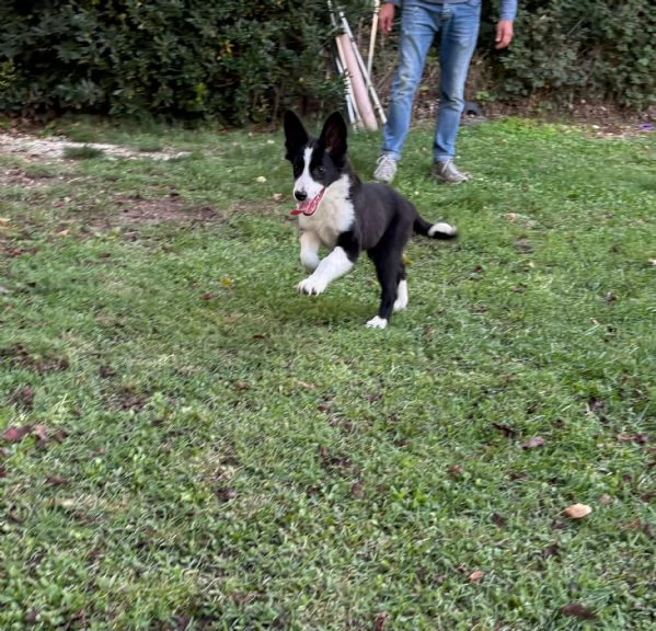Cuccioli di Border Collie  | Foto 2