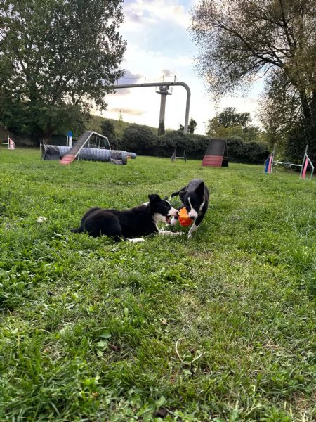 Cuccioli di Border Collie  | Foto 1