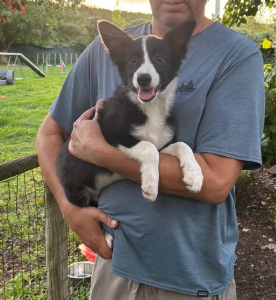 Cuccioli di Border Collie 