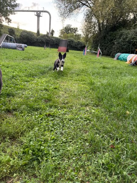 Cuccioli di Border Collie  | Foto 0