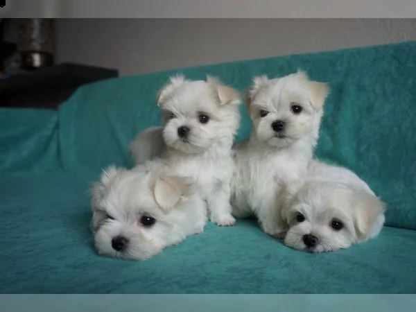 disponibili magnifici cuccioli di maltese maschi e femmine bellissimi cuccioli di maltese. cresciuto