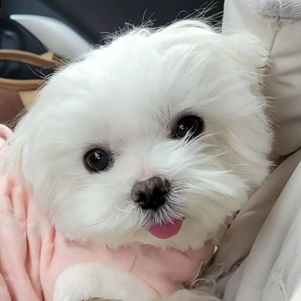bellissimi cuccioli di maltese akc teacup disponibili regalo di famiglia per te abbiamo tre bellissi | Foto 0