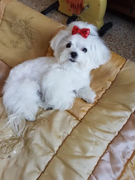 cuccioli maltesi ben socializzati per la tua bella famiglia ho due bellissimi cuccioli di maltese te
