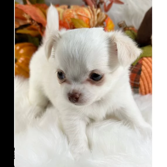 regalo cuccioli di chihuahua mini toy 