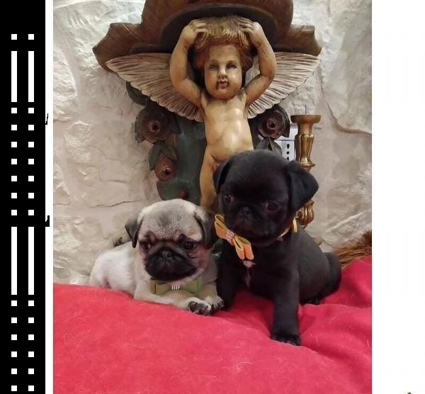 regalo cuccioli di carlino whatsapp ( 0039 353 317 4023 ) | Foto 2