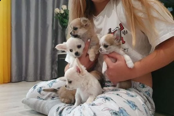 regalo cuccioli di chihuahua whatsapp ( 0039 353 317 4023 ) | Foto 2