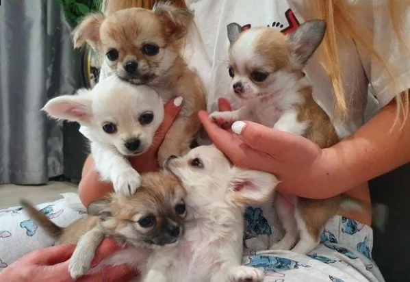 regalo cuccioli di chihuahua whatsapp ( 0039 353 317 4023 )