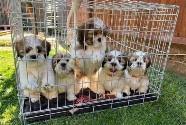 regalo cuccioli shih tzu whatsapp ( 0039 353 317 4023 ) | Foto 2