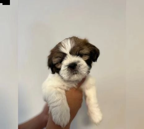 regalo cuccioli shih tzu whatsapp ( 0039 353 317 4023 ) | Foto 1