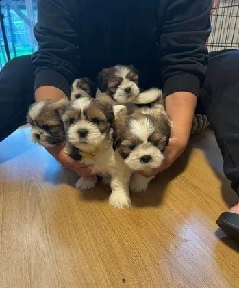regalo cuccioli shih tzu whatsapp ( 0039 353 317 4023 )