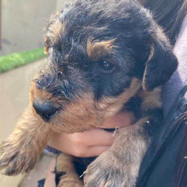 cuccioli di airedale terrier