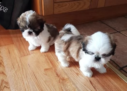 cuccioli di shih tzu