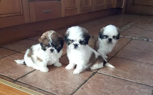 cuccioli di shih tzu | Foto 0