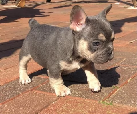 cani bulldog francesi