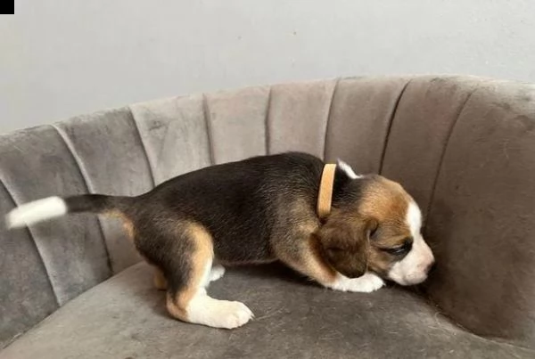 regalo cuccioli beagle whatsapp (0039 353 317 4023 ) | Foto 0