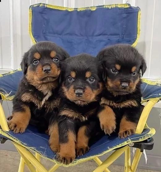 regalo cuccioli rottweiler whatsapp ( 0039 353 317 4023 )