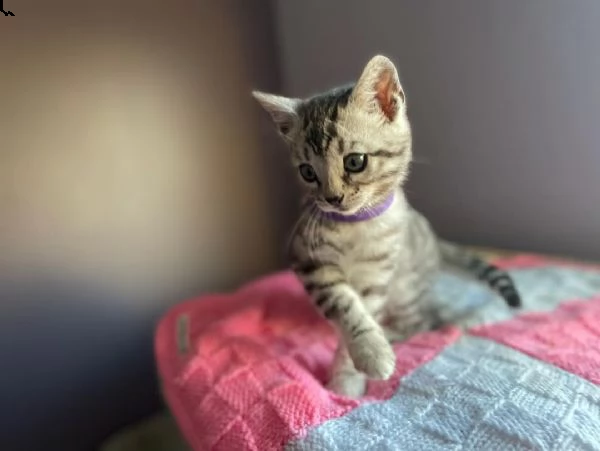 gattini bengala disponibili