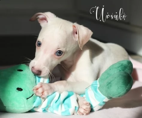 due cuccioli di levriero italiano