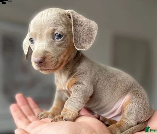 cuccioli bassotto nano