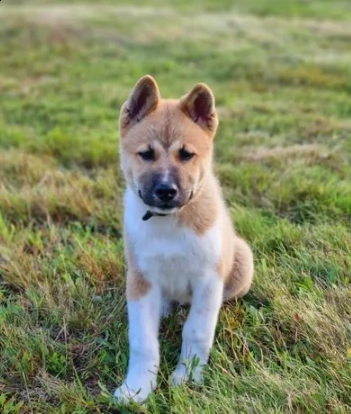 cuccioli di akita inu per adozione