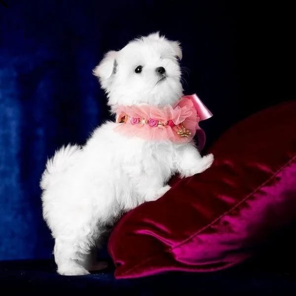  regalo maltese cuccioli meravigliosi ! 