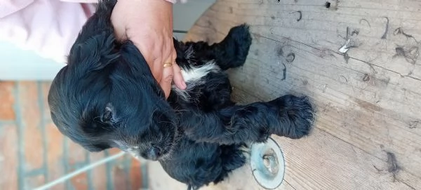 Cucciolo Cocker maschio 
