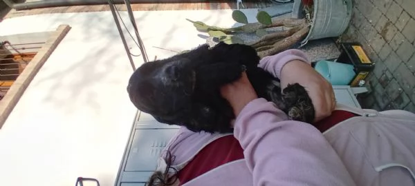 Cucciolo Cocker maschio  | Foto 0