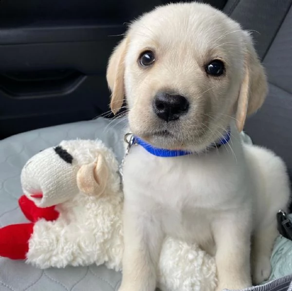 cani in reinserimento labrador | Foto 0